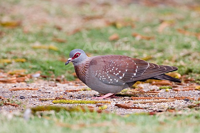 Gespikkelde Duif foeragerend op de grond; African Rock Pigeon foraging on the ground stock-image by Agami/Marc Guyt,