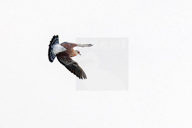 Speckled Pigeon (Columba guinea) in flight. stock-image by Agami/David Monticelli,