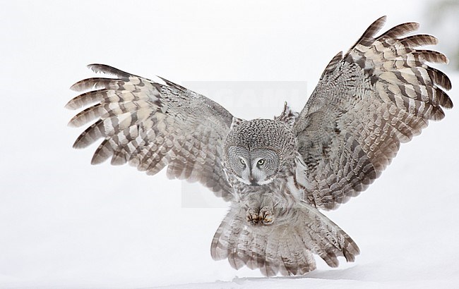 Hunting Great Grey Owl (Strix nebulosa), wintering in a cold taiga forest in northern Finland. stock-image by Agami/Markus Varesvuo,