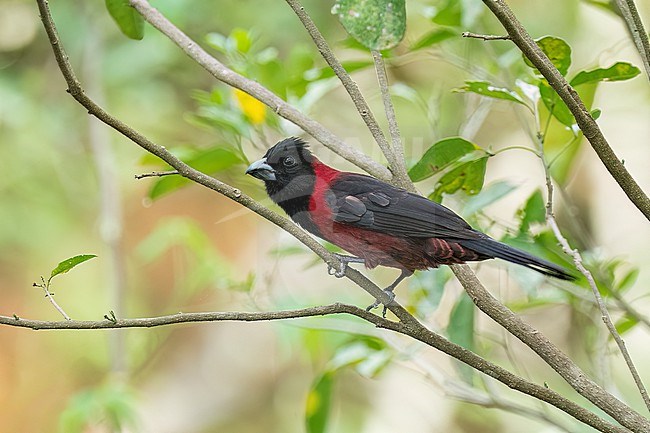 Adult male
Nuevo Leon, Mexico
May 2022 stock-image by Agami/Brian E Small,