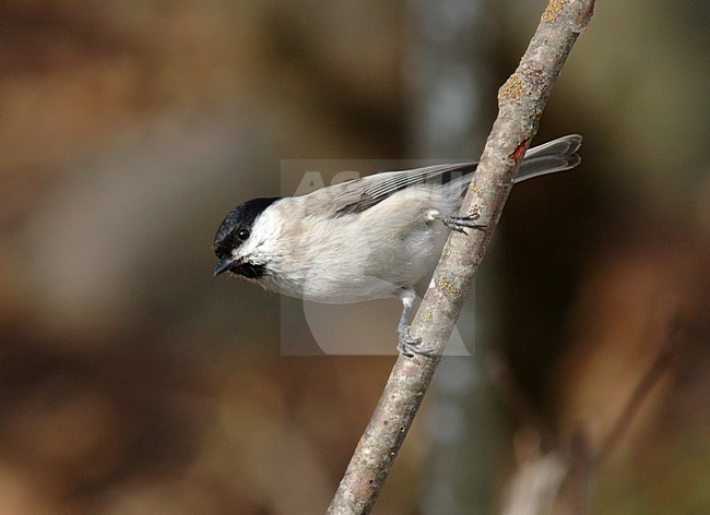 Glanskop zittend op een takje; Marsh Tit perched on twig stock-image by Agami/Marc Guyt,