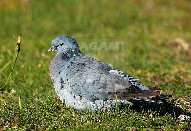 Stock Dove (Columba oenas) during autumn migration on the beach of Helgoland in Germany. Standing on the ground. stock-image by Agami/Marc Guyt,