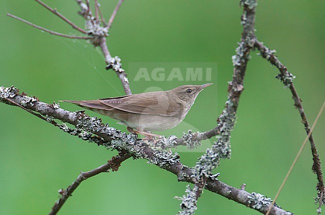 Adult River Warbler (Locustella fluviatilis) in Finland. Perched on a branch against a green background. stock-image by Agami/Arto Juvonen,