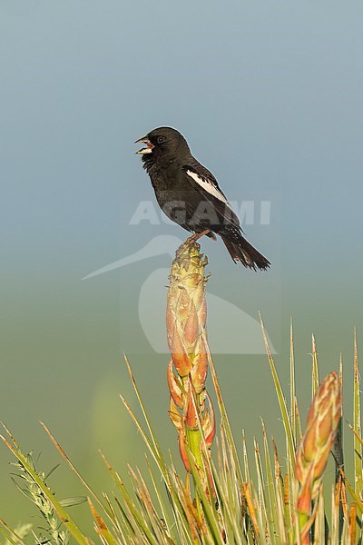 Adult male breeding
Weld Co., CO
June 2023 stock-image by Agami/Brian E Small,
