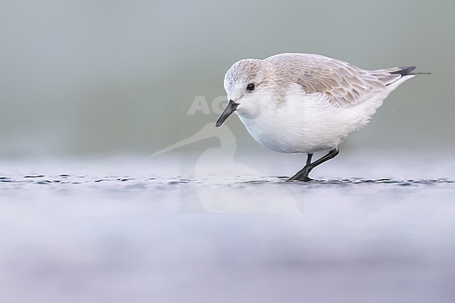 Wintering Sanderling, Calidris alba, in Italy. stock-image by Agami/Daniele Occhiato,