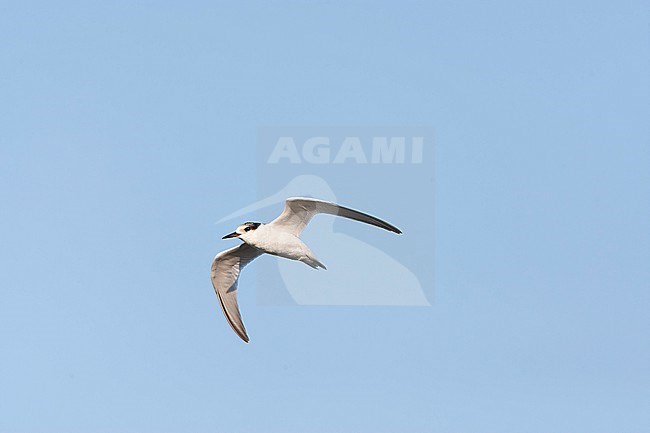 Little Tern, Sternula albifrons, in the Netherlands. During late summer. stock-image by Agami/Marc Guyt,