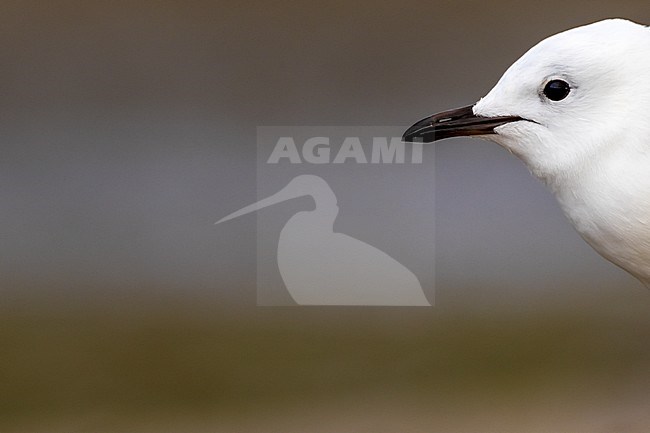 Head details of a juvenile Red-billed Gull (Chroicocephalus scopulinus) in Tawharanui Regional Park, Auckland, in the north-east of New Zealand, North Island.
 stock-image by Agami/Rafael Armada,
