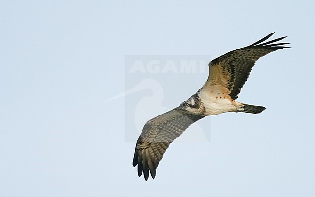 Visarend in vlucht, Osprey in flight stock-image by Agami/Markus Varesvuo,