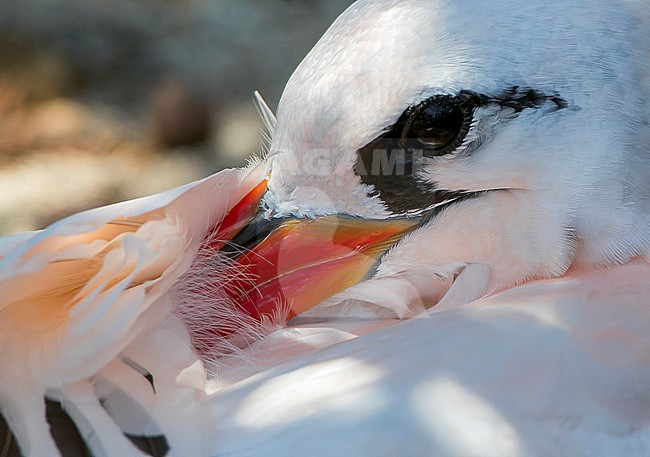 Red-tailed Tropicbird (Phaethon rubricauda) on Nosy Ve island off west coast of Madagascar. Adult sleeping. stock-image by Agami/Marc Guyt,