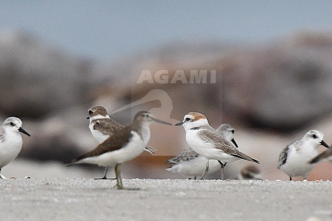 White-faced Plover (Charadrius dealbatus) wintering near Pak Thale in Thailand. Standing amongst other waders. Recently described species. stock-image by Agami/Laurens Steijn,