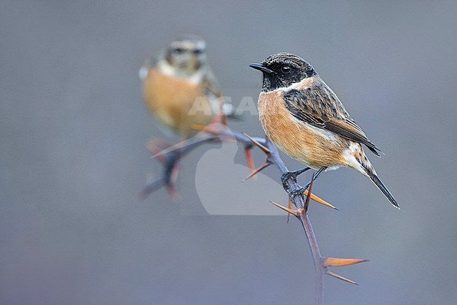 Pair of European Stonechat (Saxicola rubicola) in Italy. Perched together. stock-image by Agami/Daniele Occhiato,