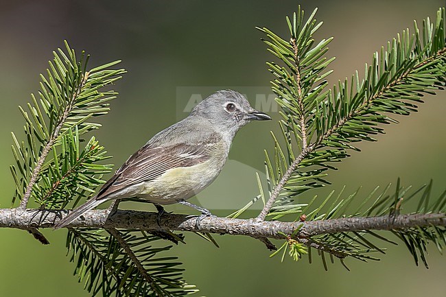 Adult
Boulder Co., CO
June 2023 stock-image by Agami/Brian E Small,