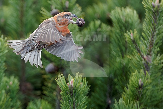 Male Parrot Crossbill (Loxia pytyopsittacus) wintering in Finland. stock-image by Agami/Markus Varesvuo,