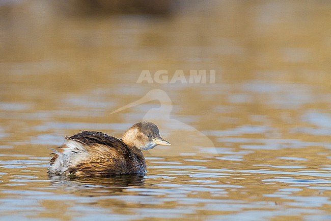 Little Grebe, Tachybaptus ruficollis in winter plumage and setting with ice on reed stock-image by Agami/Menno van Duijn,