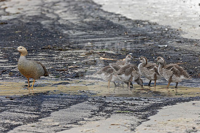 Ruddy-headed Goose, Chloephaga rubidiceps, on the Falkland islands. Adult with chicks. stock-image by Agami/Pete Morris,