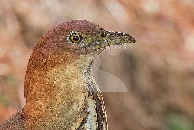 Japanese Night Heron (Gorsachius goisagi)  in its wintering ground in the Philippines stock-image by Agami/Dubi Shapiro,