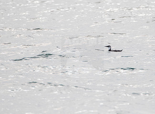 Common guillemot (Uria aalge) in winter plumage at the North sea off Scheveningen, Netherlands. Also known as Common Murre. stock-image by Agami/Marc Guyt,