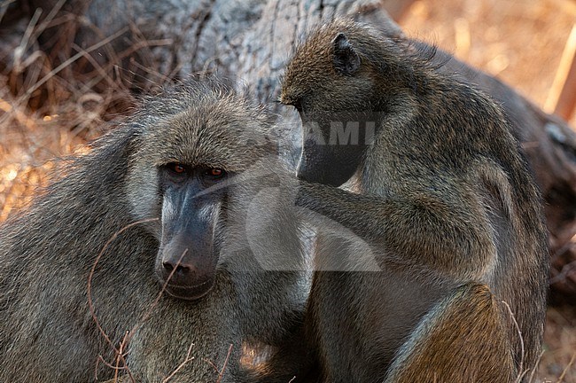 A Chacma baboon, Papio cynocephalus, grooming another baboon. Chobe National Park, Kasane, Botswana. stock-image by Agami/Sergio Pitamitz,