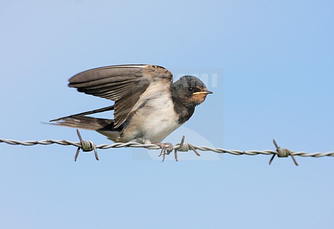 Boerenzwaluw vleugels uit; Barn Swallow juvenile wings wide stock-image by Agami/Reint Jakob Schut,