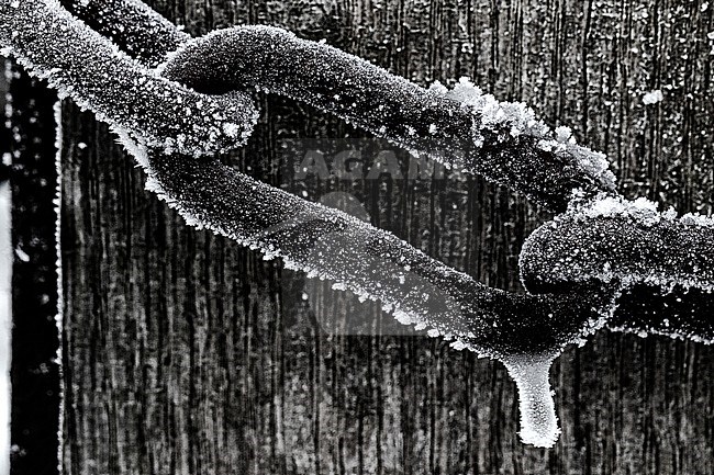 Bevroren schalmen, frozen Chain links stock-image by Agami/Wil Leurs,
