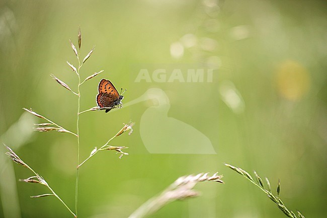 Violet Copper, Blauwe vuurvlinder, Lycaena helle stock-image by Agami/Wil Leurs,