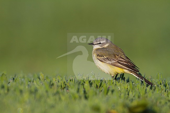 Sykes Wagtail - Schafstelze - Motacilla flava ssp. beema, Kazakhstan, adult female stock-image by Agami/Ralph Martin,