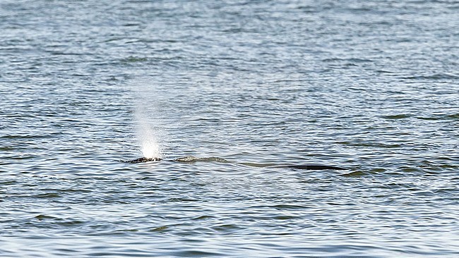 Bowhead Whale along the Middelkerke shore, West Flanders, Belgium. April 1st, 2017. stock-image by Agami/Vincent Legrand,