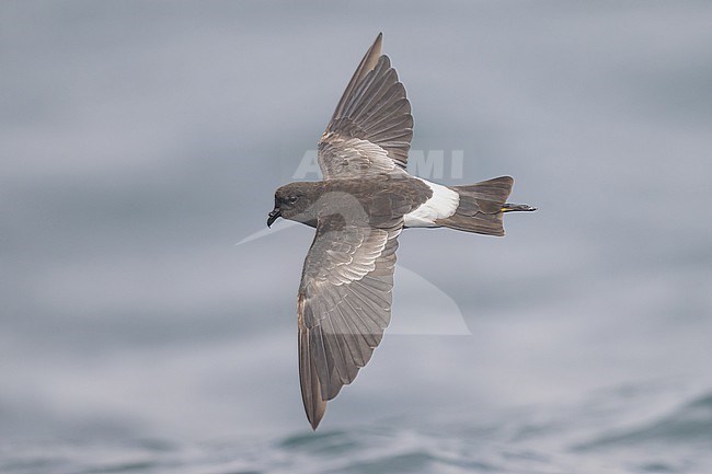 Wilson's storm petrel (Oceanites oceanicus), flying, with the sea as background. stock-image by Agami/Sylvain Reyt,