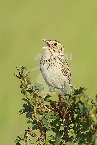 Adult
Kidder Co., ND
June 2020 stock-image by Agami/Brian E Small,