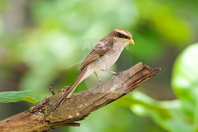Yellow-billed Shrike (Lanius corvinus) in The Gambia. stock-image by Agami/Marc Guyt,