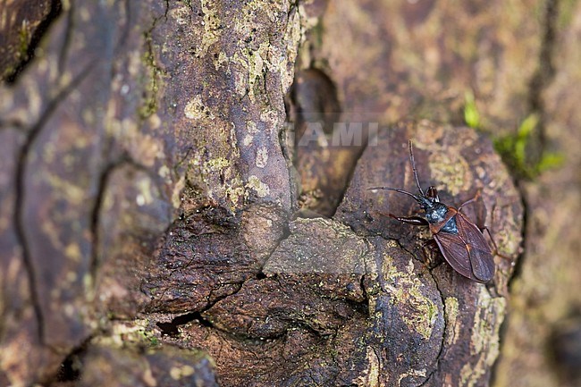 Gastrodes crossipes - Pine cone bug - Kiefernzapfenwanze, Germany (Baden-Württemberg), imago stock-image by Agami/Ralph Martin,