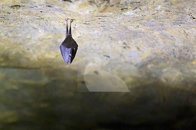 Lesser Horseshoe Bat in hibernation stock-image by Agami/Theo Douma,