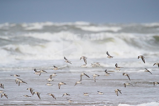 Flock of Sanderling in flight stock-image by Agami/Arnold Meijer,