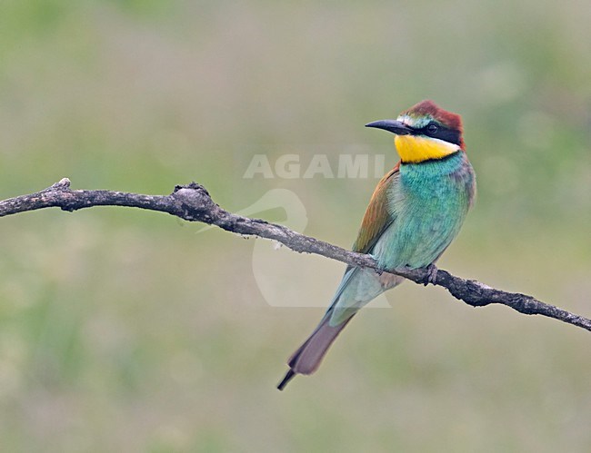 European Bee-eater perched; Bijeneter zittend stock-image by Agami/Markus Varesvuo,