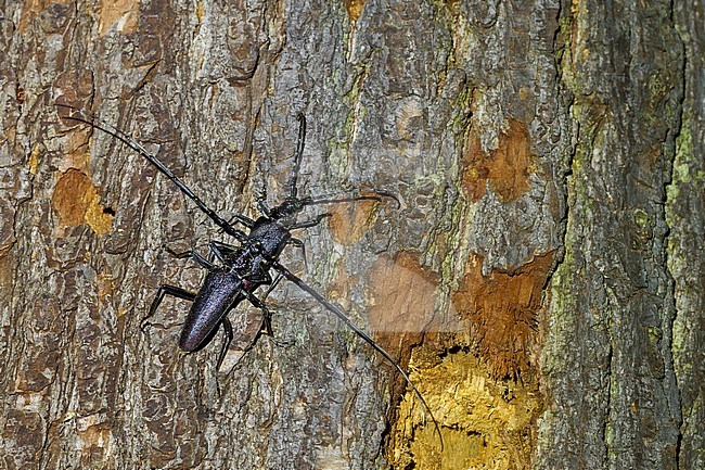 Cerambyx cerdo - Great Capricorn Beetle - Großer Eichenheldbock, Germany, imago, male and female copulating stock-image by Agami/Ralph Martin,