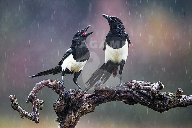Two calling Eurasian Magpies (Pica pica) perched on a nice branch in Italy during a rain shower. stock-image by Agami/Daniele Occhiato,