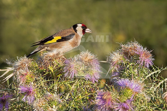 A  European Goldfinch is seen sitting on purple blooming thistles with a clear green background. stock-image by Agami/Jacob Garvelink,