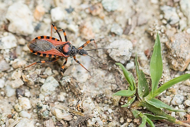 Rhynocoris rubricus, Italy, imago stock-image by Agami/Ralph Martin,