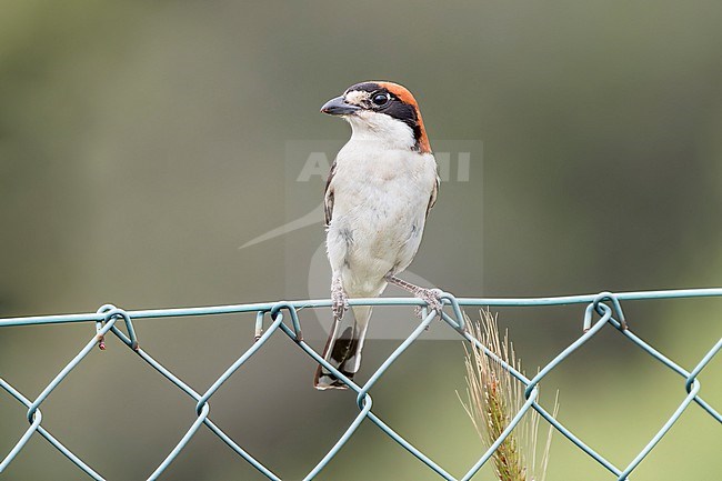 A Woodchat Shrike is sitting on a fence in Sardinia with a dark grey green background. stock-image by Agami/Jacob Garvelink,