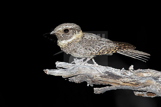 Adult male
Pima Co., AZ
May 2014 stock-image by Agami/Brian E Small,