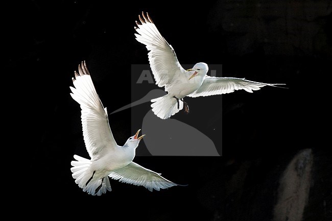 Drieteenmeeuwen vechtend; Black-legged Kittiwakes fighting stock-image by Agami/Bence Mate,