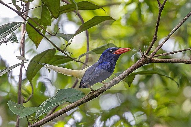 Numfor Paradise Kingfisher (Tanysiptera carolinae) in West Papua, Indonesia. stock-image by Agami/Pete Morris,
