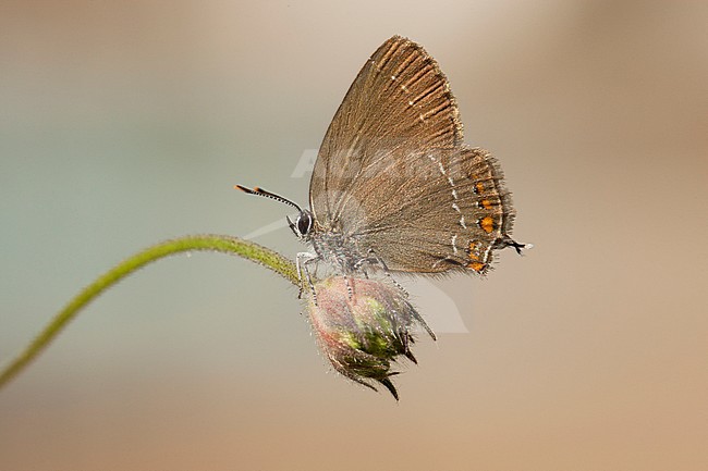 Kleine sleedoornpage / Sloe Hairstreak (Satyrium acaciae) stock-image by Agami/Wil Leurs,