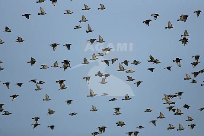 Common Starling flock flying; Spreeuw groep vliegend stock-image by Agami/Menno van Duijn,