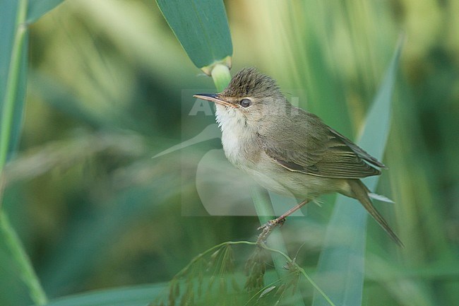 Marsh Warbler - Sumpfrohrsänger - Acrocephalus palustris, Germany stock-image by Agami/Ralph Martin,