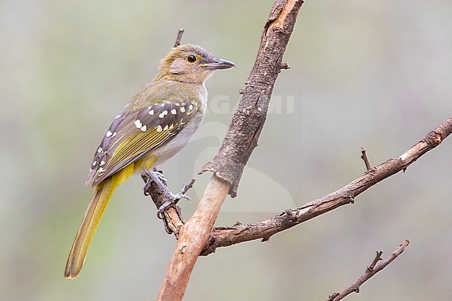 Eastern Nicator (Nicator gularis), side view of an individual perched on a branch, Mpumalanga, South Africa stock-image by Agami/Saverio Gatto,
