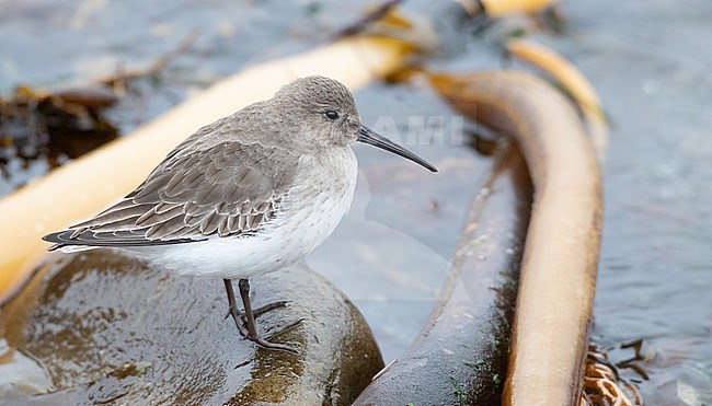 Wintering Eastern American Dunlin, Calidris alpina hudsonia) at the coast at Ediz Hook in Clallam, Washington, United States. stock-image by Agami/Ian Davies,