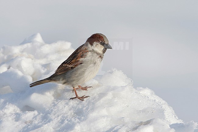 Mannetje Huismus in de sneeuw; Male House Sparrow in snow stock-image by Agami/Arie Ouwerkerk,