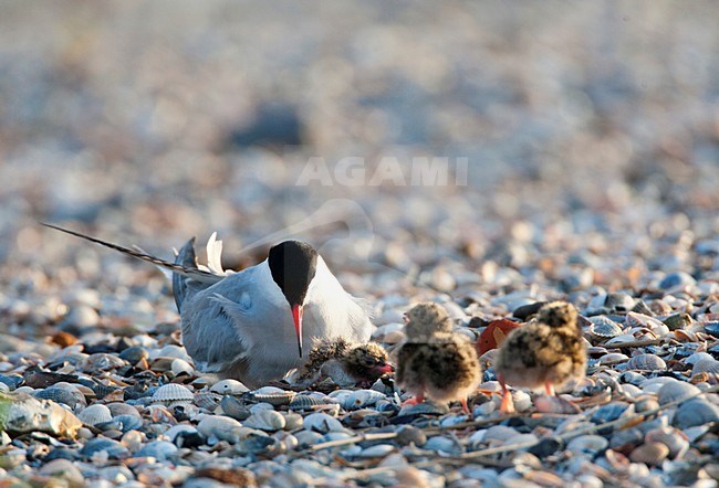 Visdief; Common Tern stock-image by Agami/Marc Guyt,