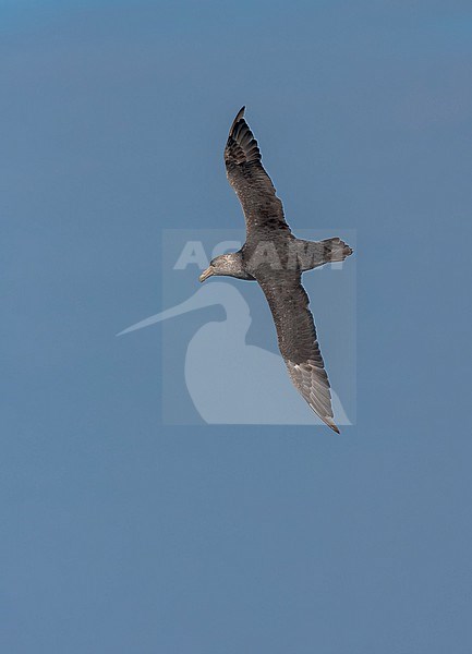 Southern Giant Petrel, Macronectes giganteus, in the south Atlantic ocean. stock-image by Agami/Marc Guyt,